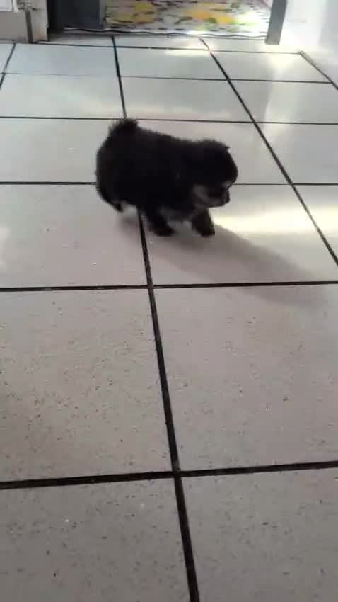 Pomeranian dogs for sale:  POMERANIAN BOY - Video 1