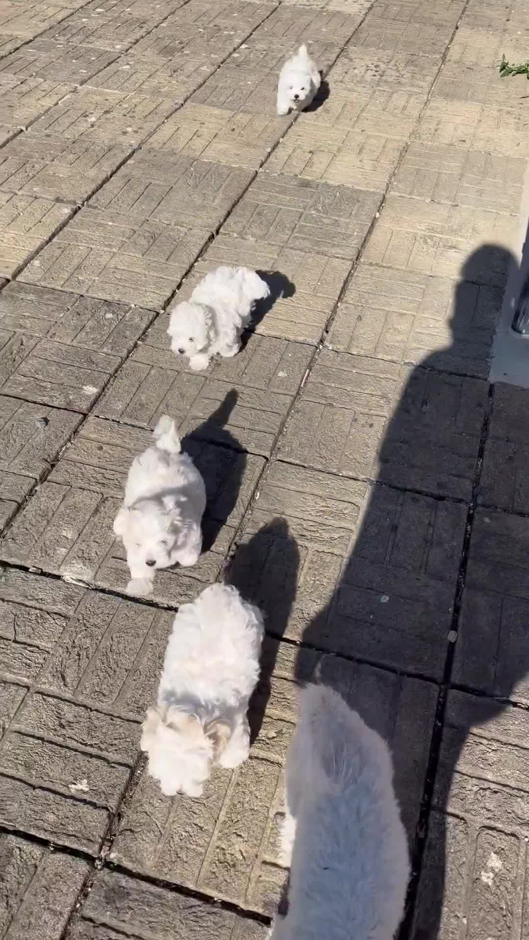 Maltese dogs for sale: Maltese puppy for sale in March - Video 2