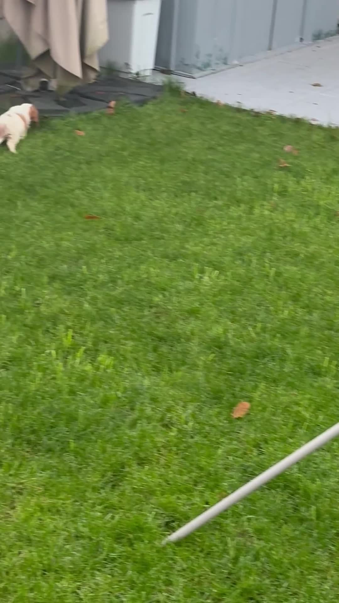 Cavalier King Charles Spaniel dogs for sale: ✨Adorable King Charles Cavalier Puppies✨READY NOW✨ - Video 2