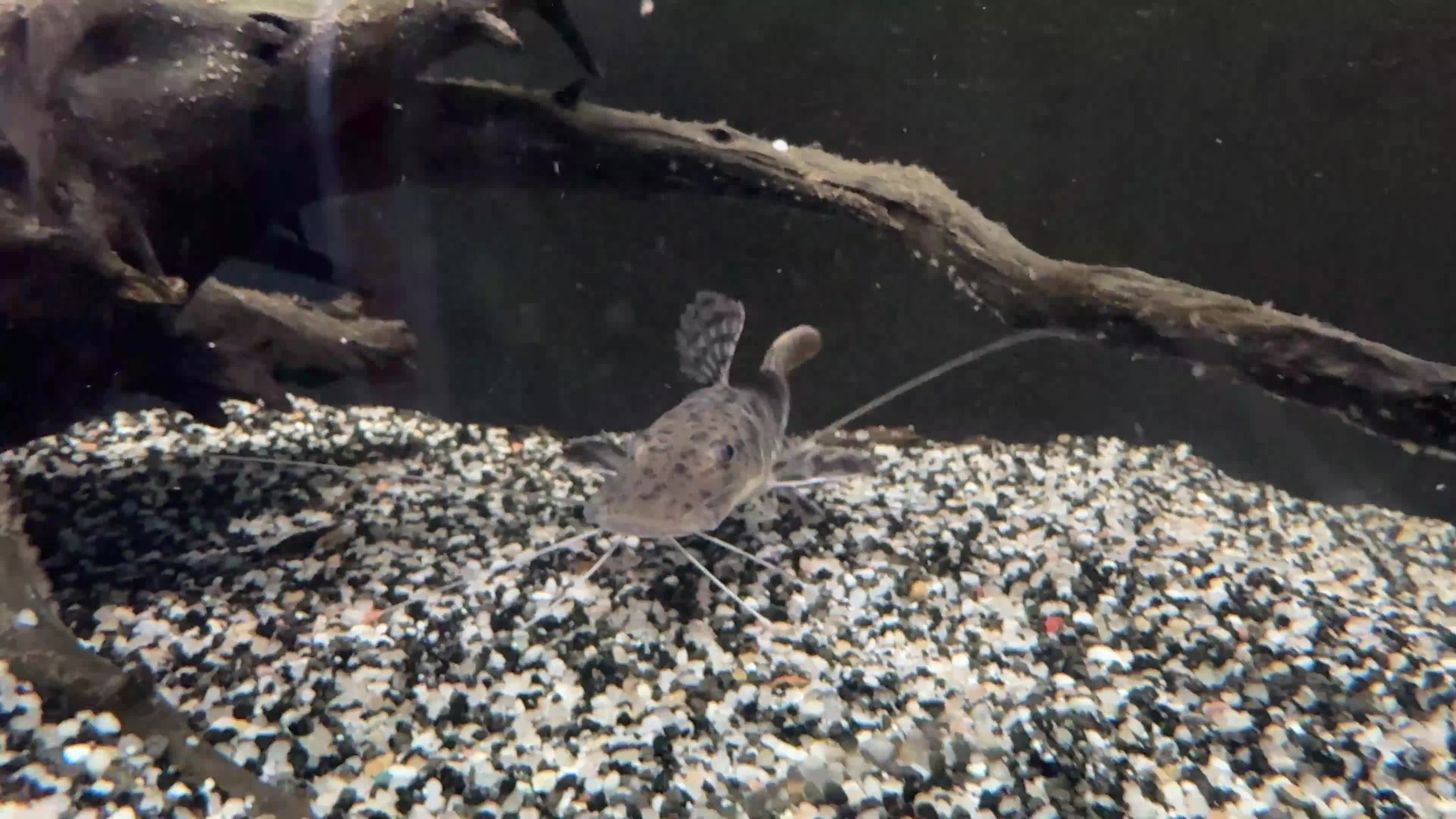 Catfish fish for sale: Tiger shovel nose catfish - Video 1