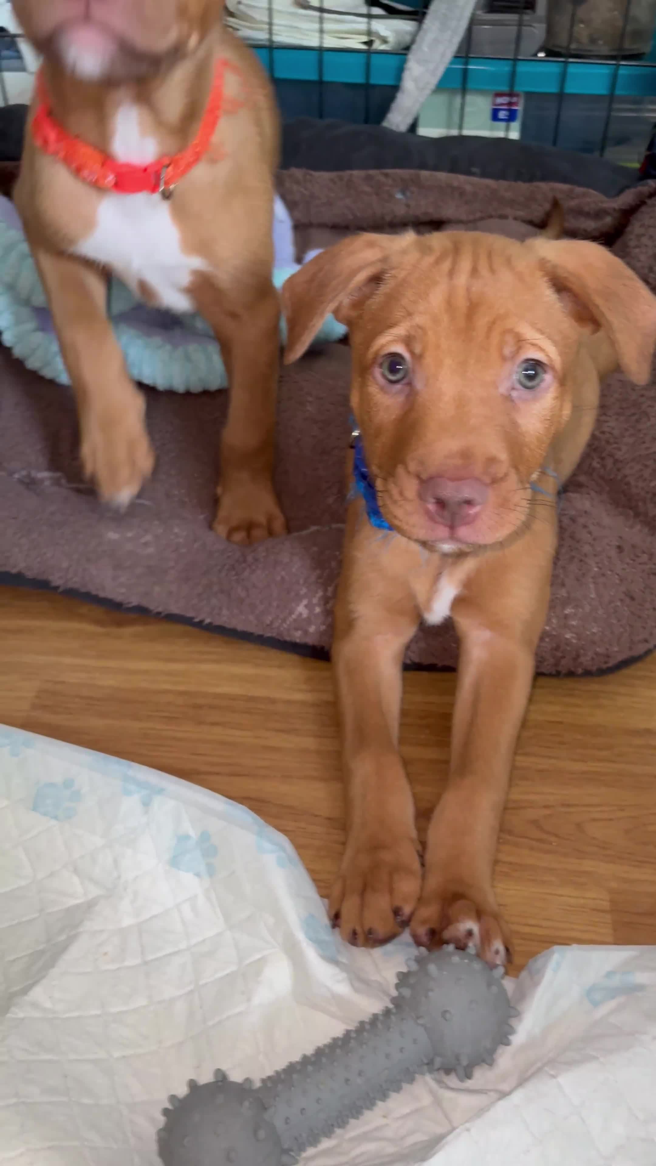 Mixed Breed dogs for sale: 6 Beautiful Fur Babies - Video 1