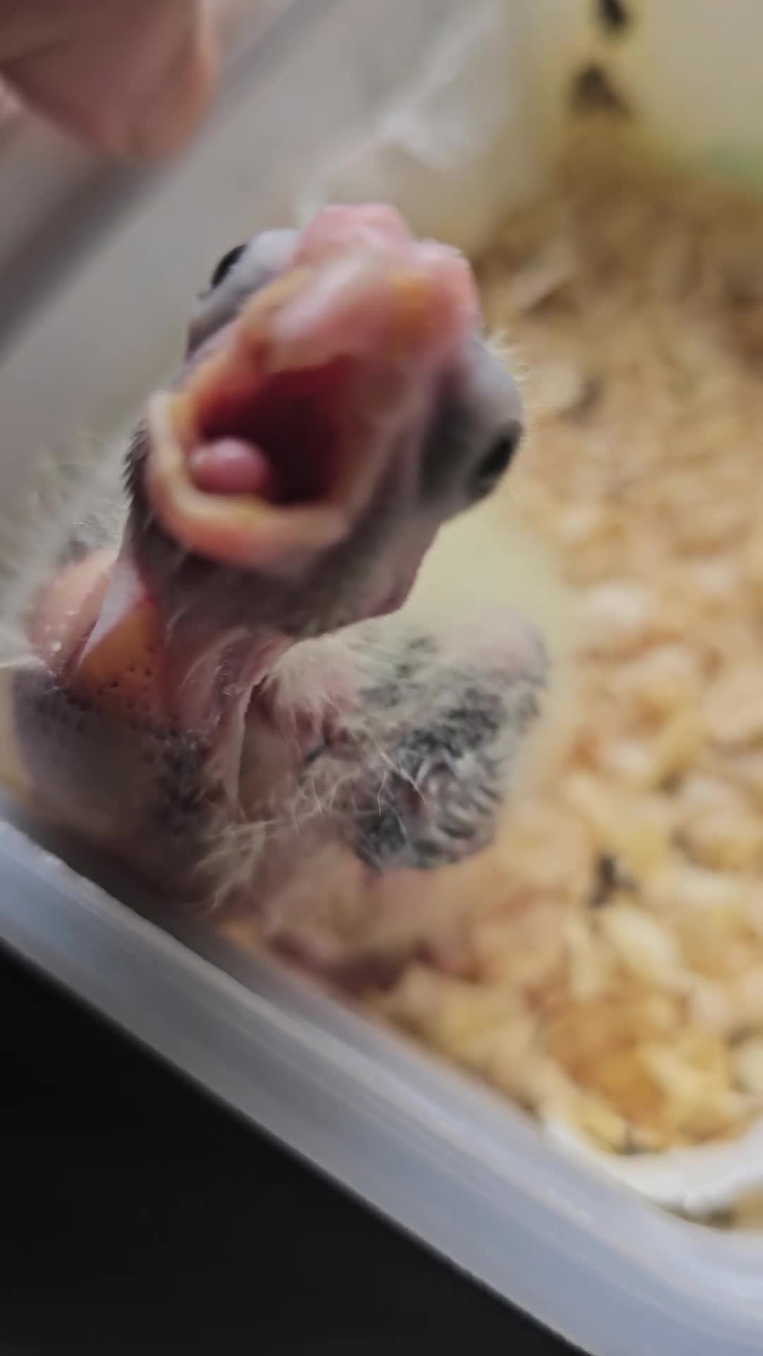 Cockatiels birds for sale: Cockatiel - Video 1