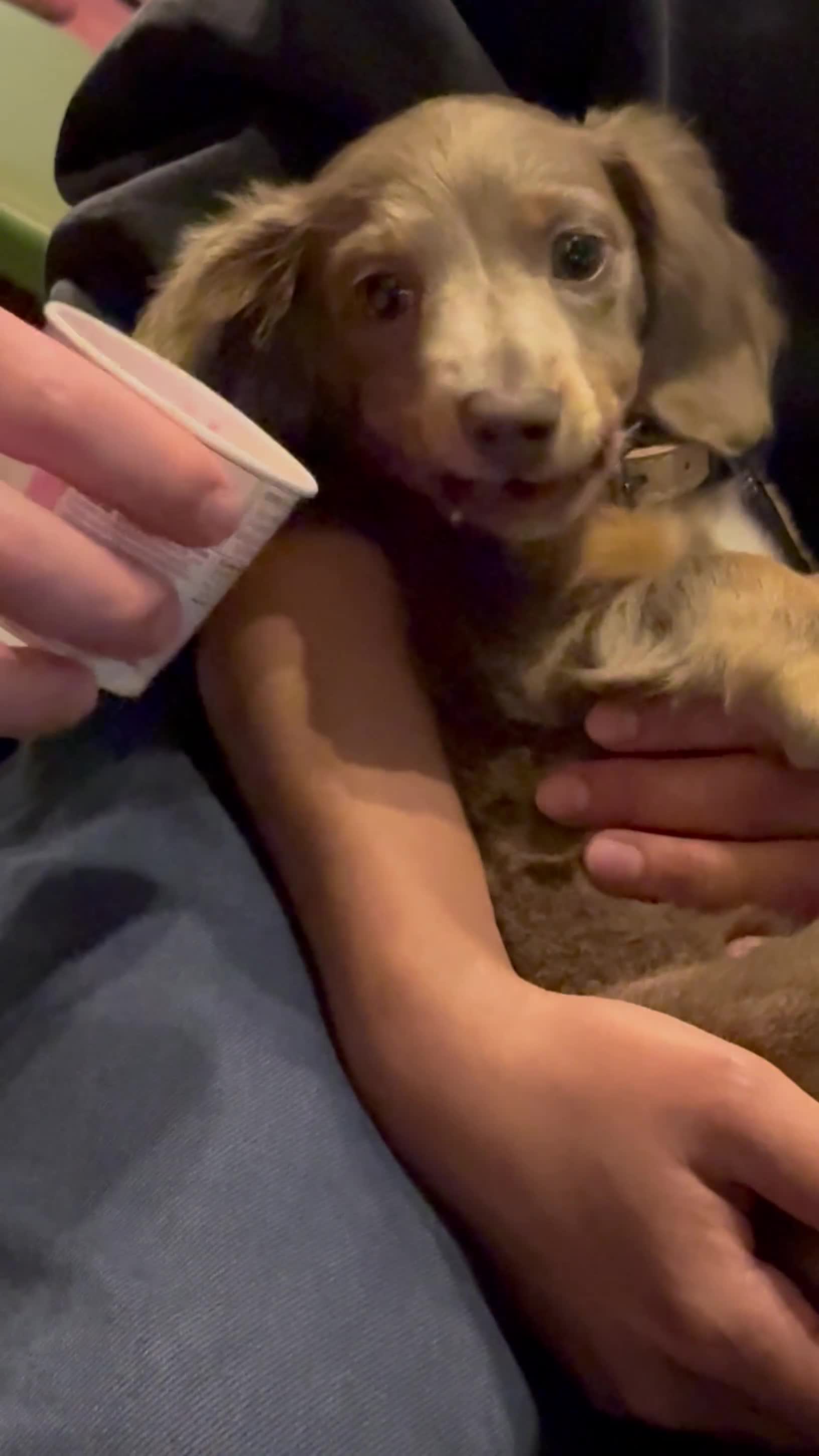 Miniature Dachshund dogs for sale: Miniature dachshund  - Video 3