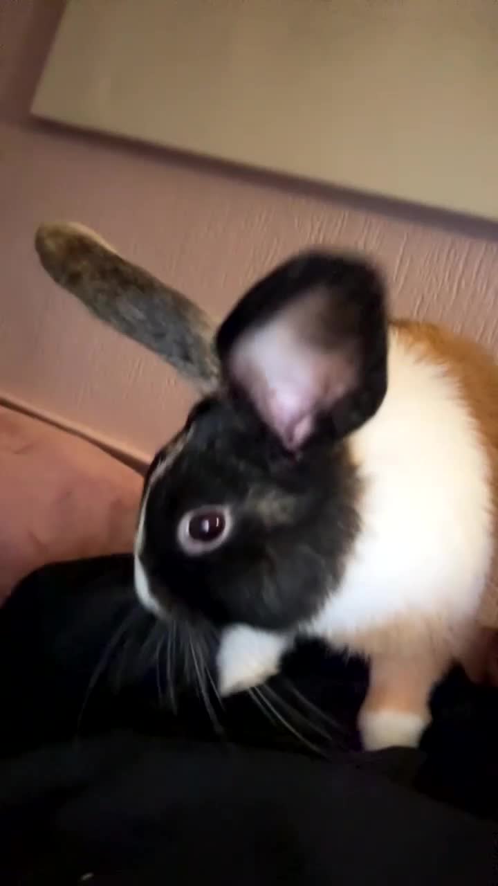 Tri Coloured Dutch rabbits for sale: Floppy  - Video 1