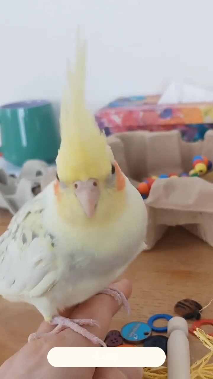 Cockatiels birds for sale: Superb hand-reared female cockatiel. - Video 1