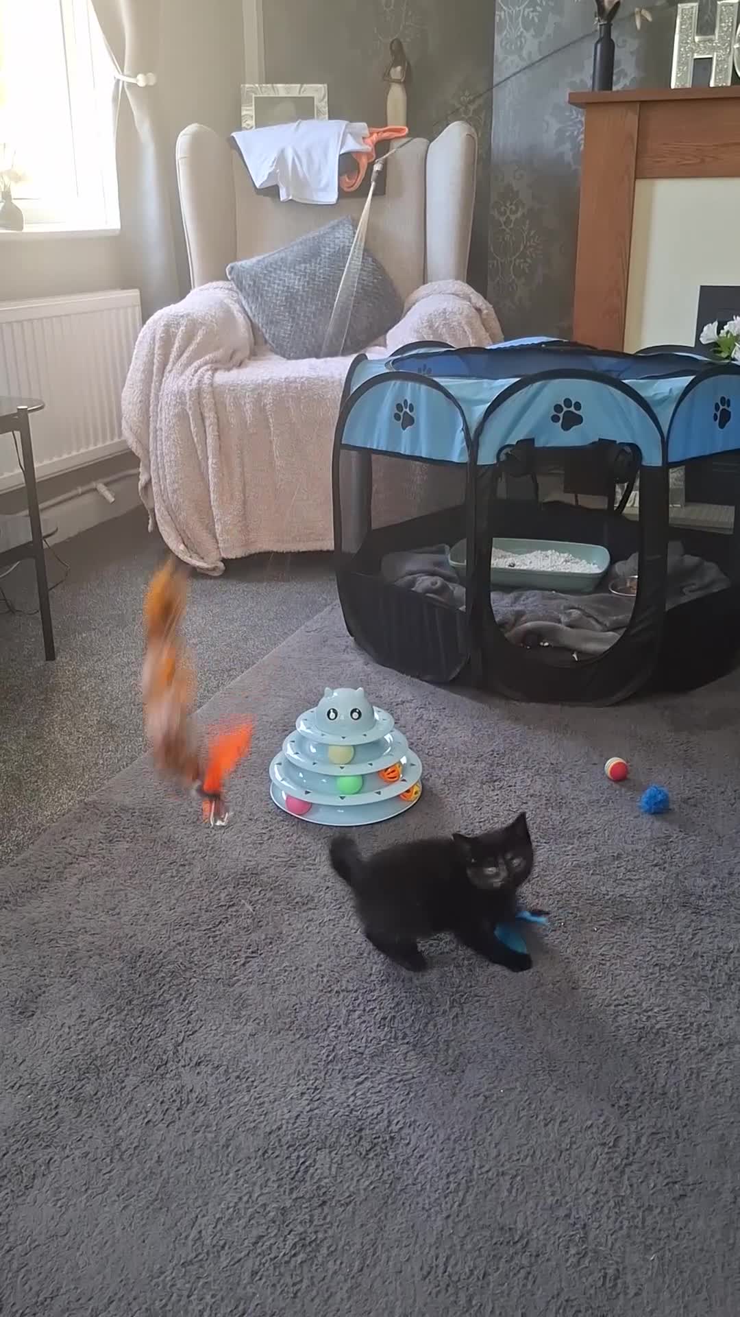 Mixed Breed cats for sale: 3 absolutely stunnimg kittens - Video 1
