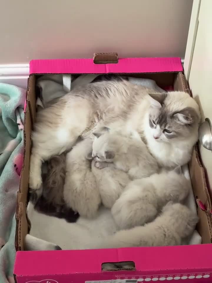 Ragdoll cats for sale: 5 beautiful GCCF Ragdoll kittens - Video 3
