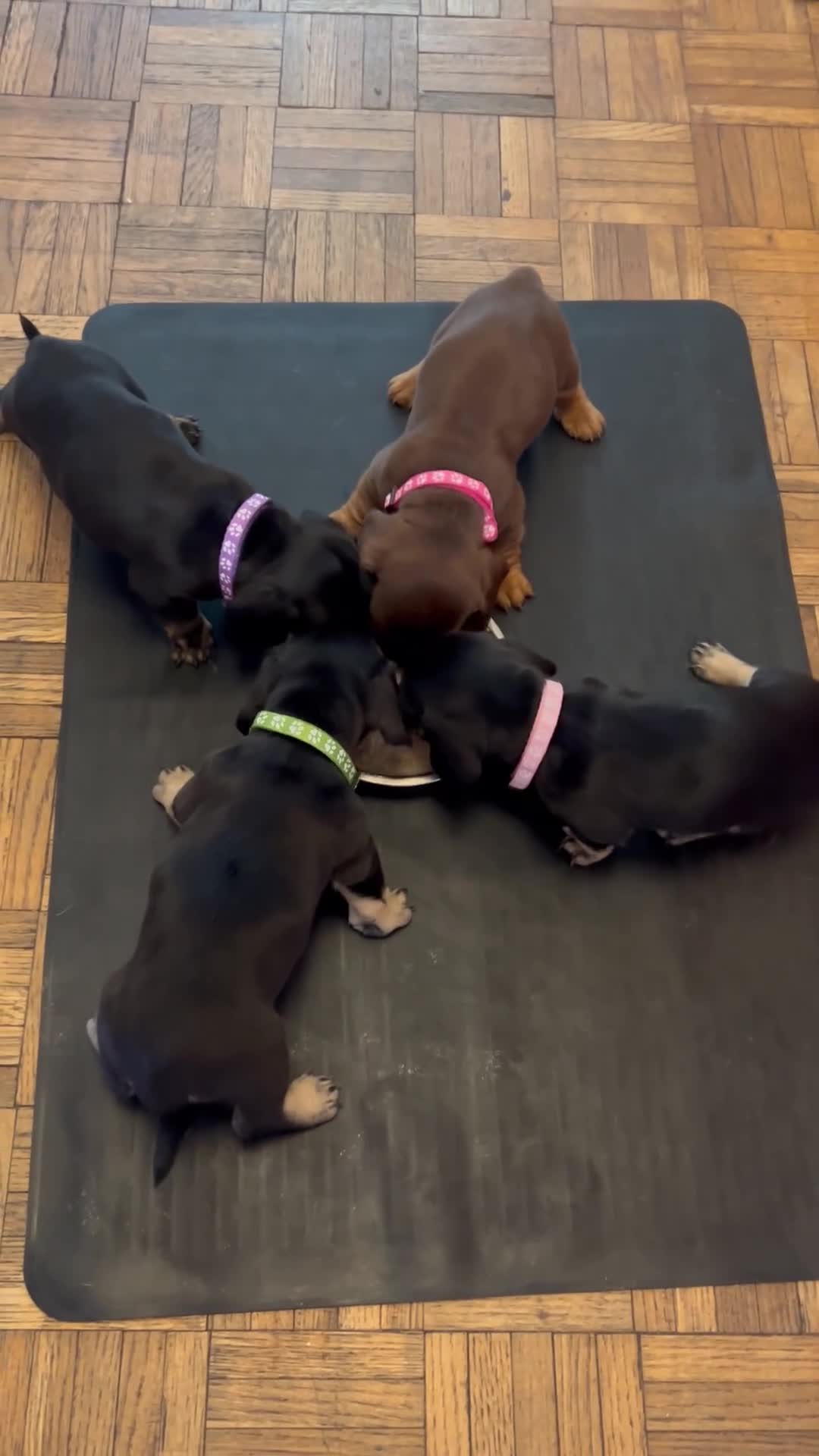 Dachshund dogs for sale: Dachshund puppie in Epping - Video 2