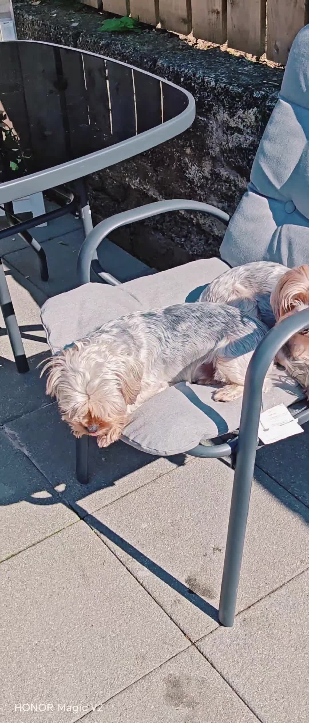 Yorkshire Terrier dogs for sale: 2 year old Yorkshire Terrier Male - Video 2