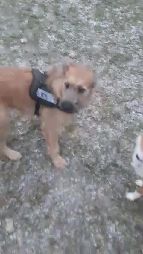 Mixed Breed dogs for adoption: 💙NIKE💙7 month old boy who lives with 17 cats🐱😍 - Video 4