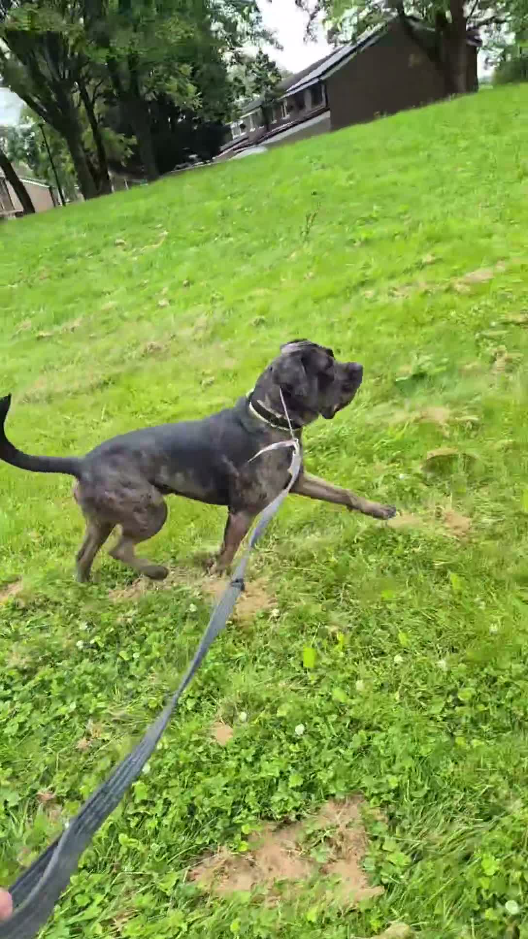 Cane Corso dogs for sale: Cane Corso Bandog Mastiff For Sale  - Video 2