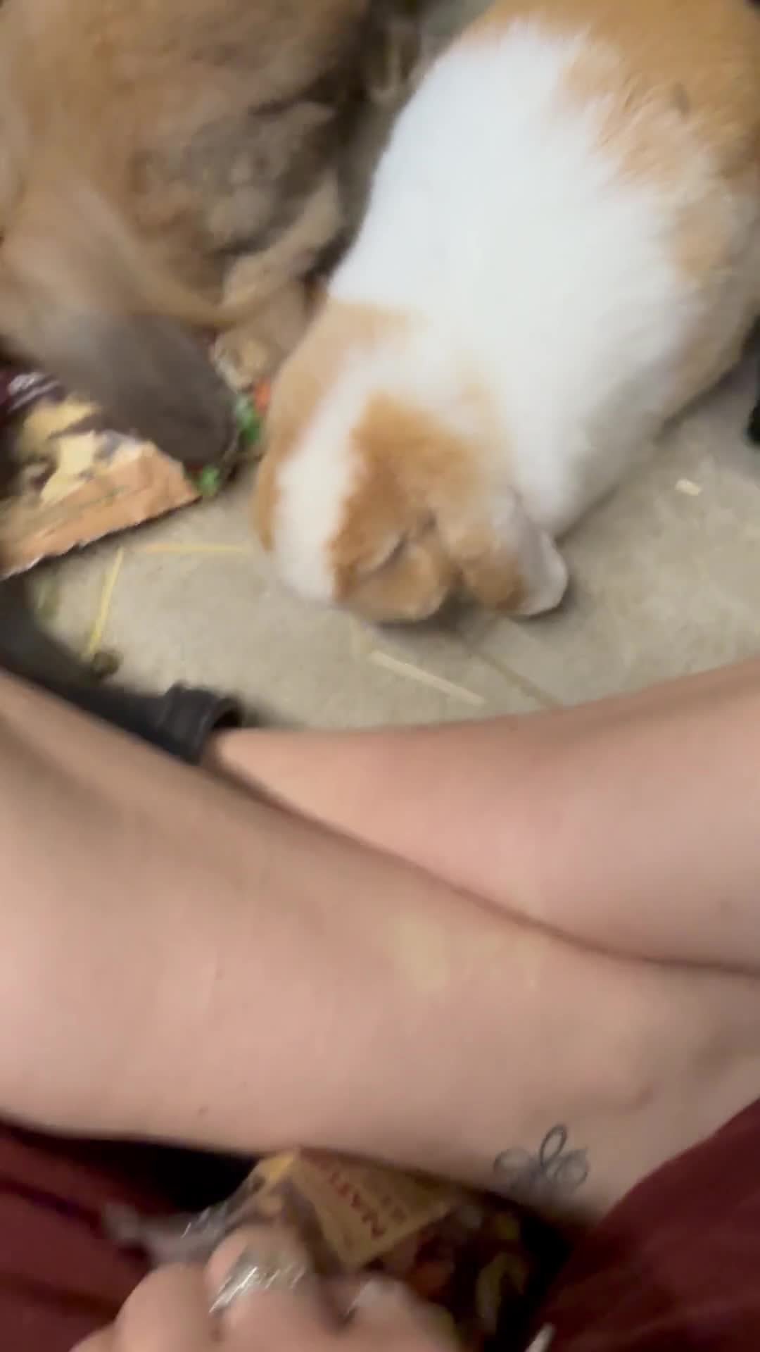 Mini Lop rabbits for sale: 5 bunnies for sale - 3 mini lops, 2 mini lion lops - Video 4