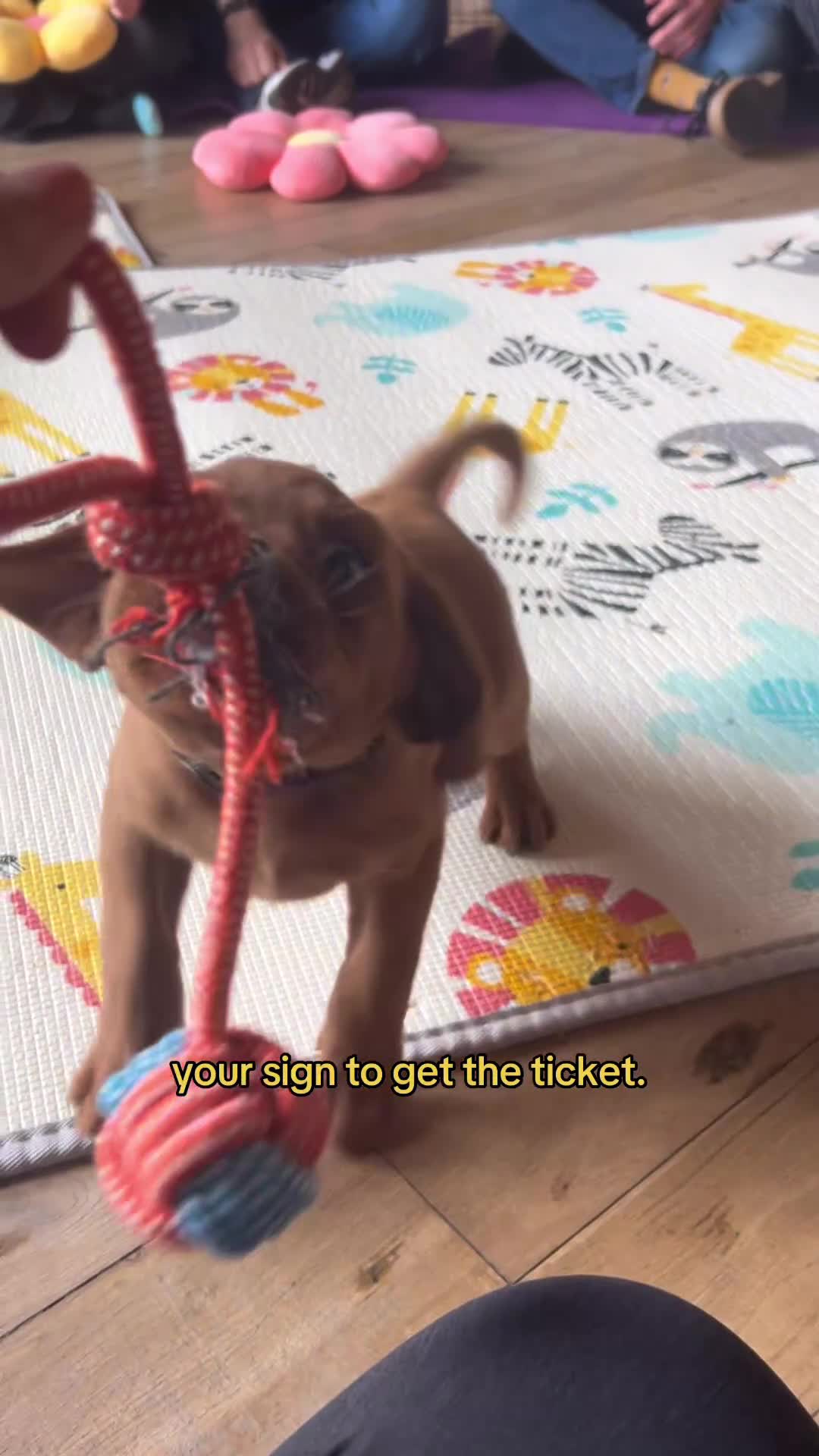 Labrador Retriever dogs for sale: FOX RED LABRADOR PUPS  - Video 1