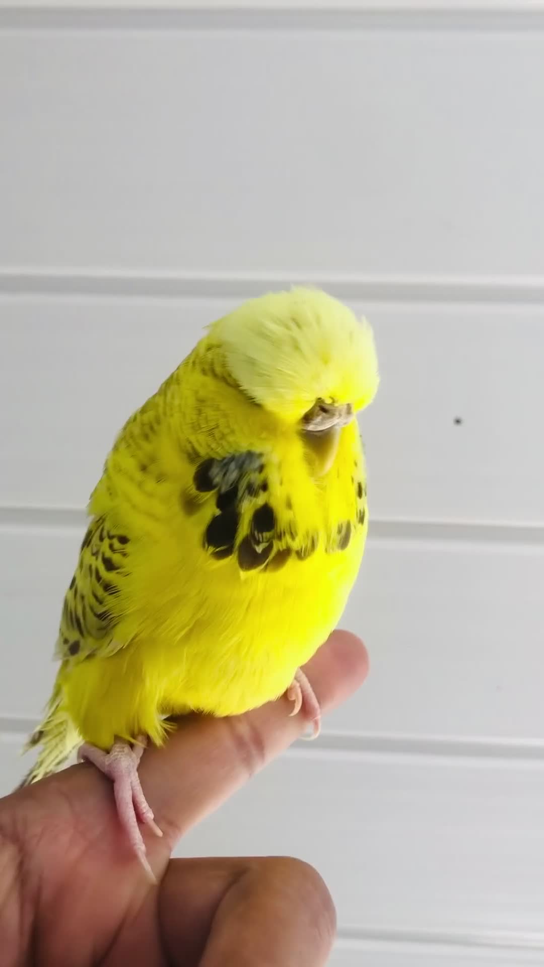 Budgerigars birds for sale: Beautiful semi hand tame exhibition budgies. - Video 1