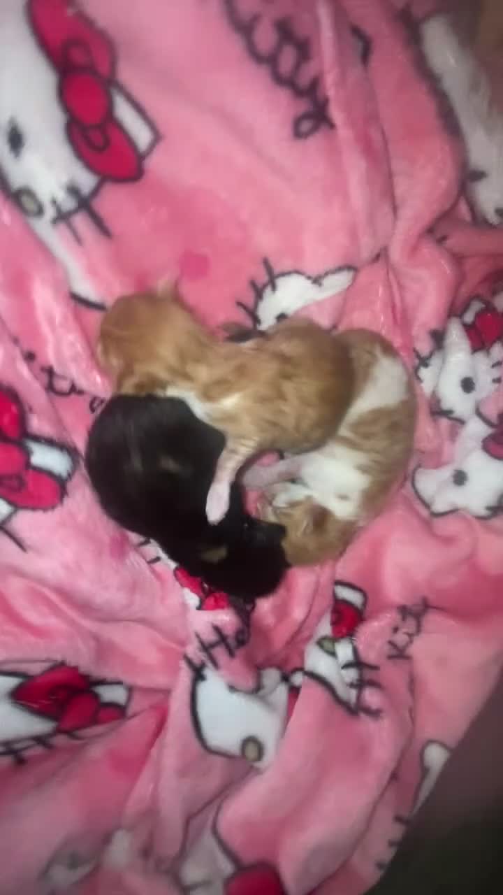 British Shorthair cats for sale: 3 kittens, just born in Sandbach - Video 3