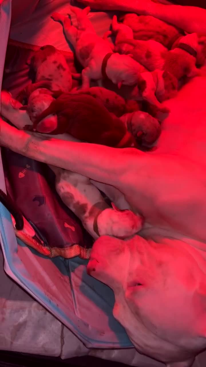 Mixed Breed dogs for sale: American Bulldog X Mastiff mix  - Video 1