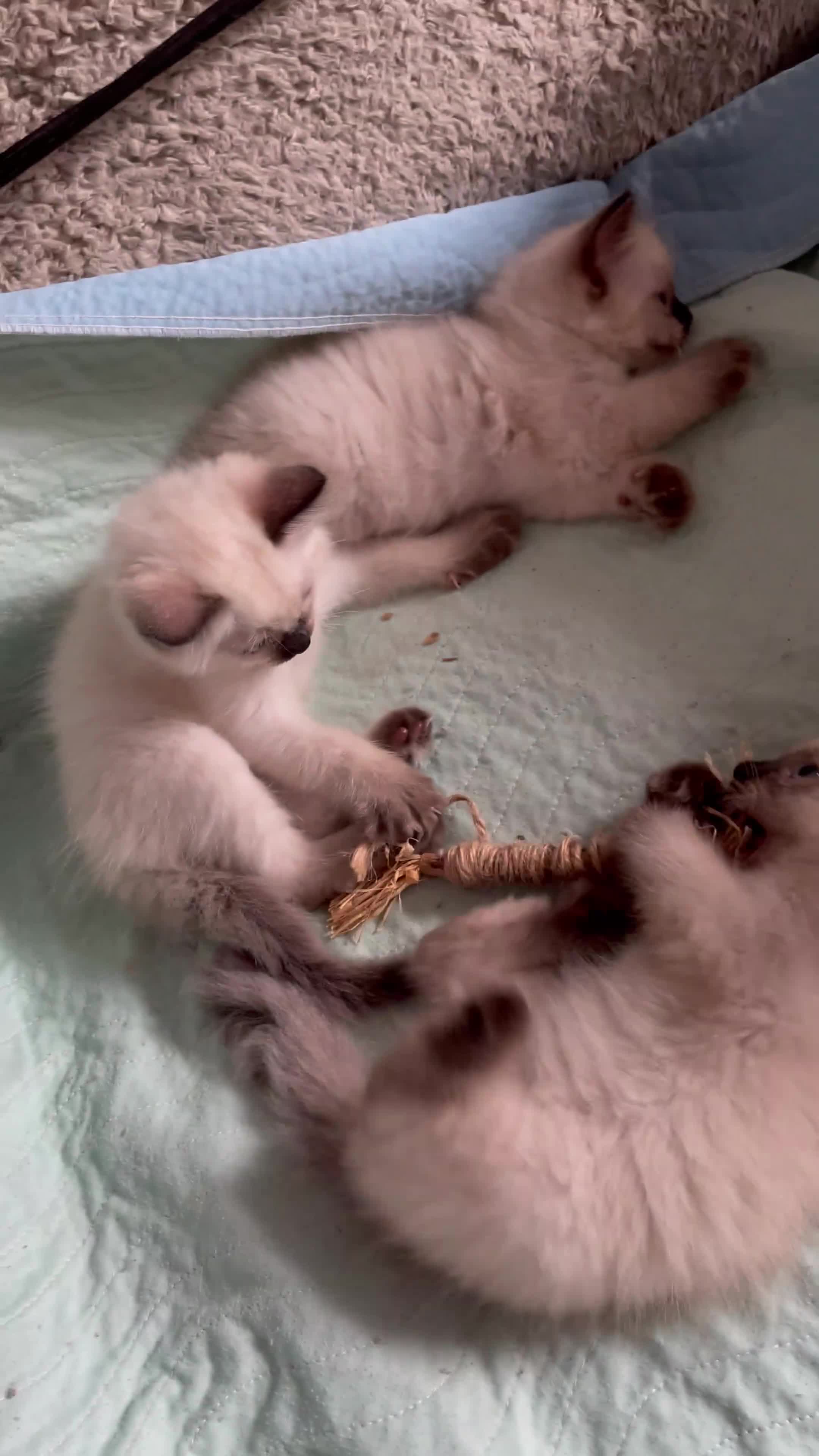 Ragdoll cats for sale: Exquisite 6th Gen*  PUREBREED Ragdoll Kittens - Video 3