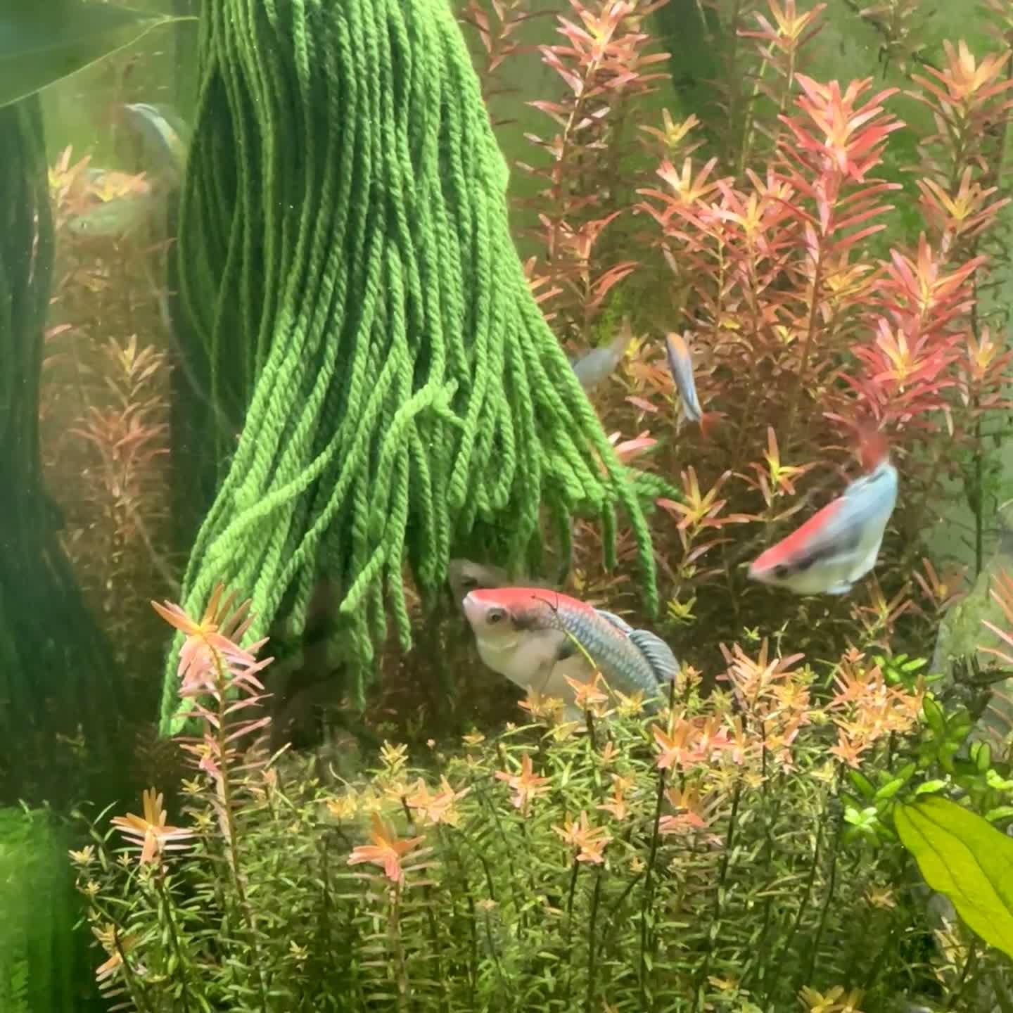 Rainbow Fish fish for sale: Kali Tawa Rainbowfish in Milton Keynes - Video 1