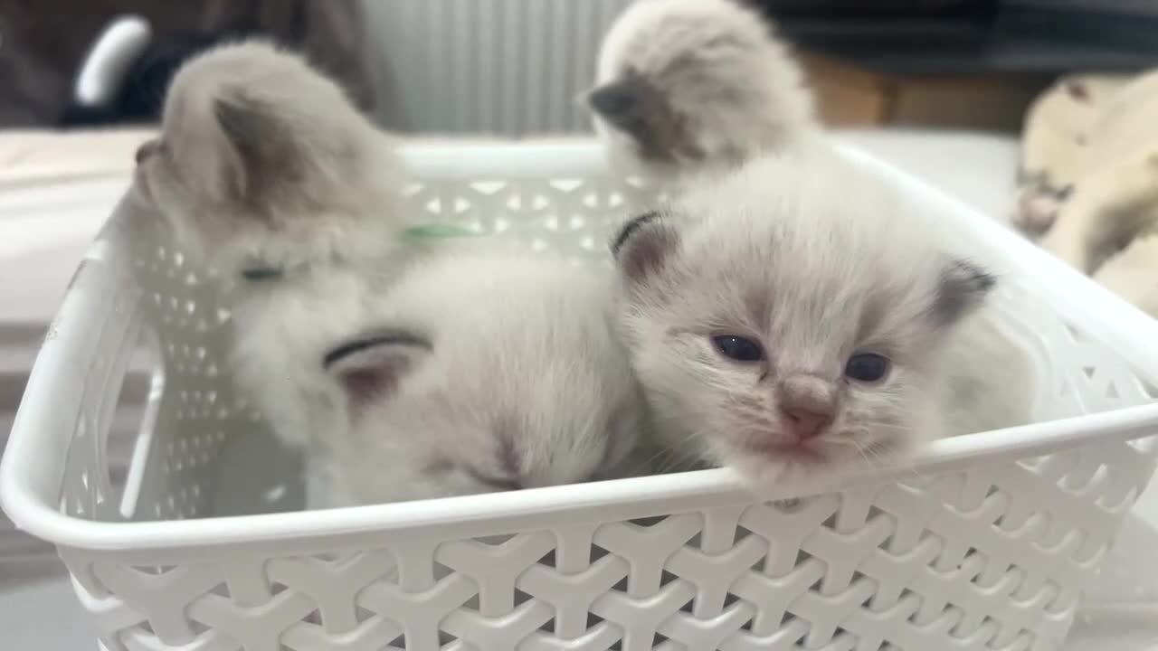 Siberian cats for sale: Pure bred siberian kittens  - Video 2
