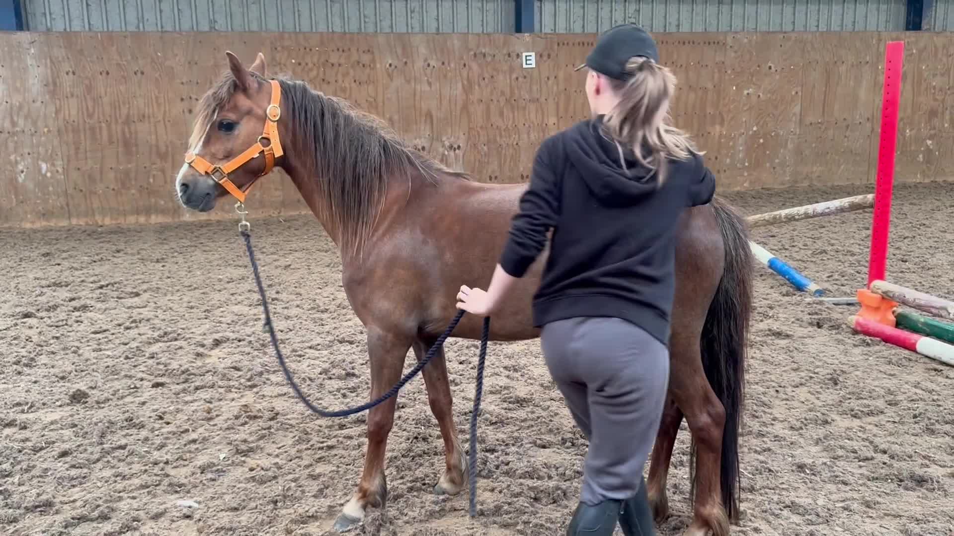 Welsh Section B horses for sale: 12.1/2hh Welsh b x Dartmoor type in Stockton-on-Tees - Video 1