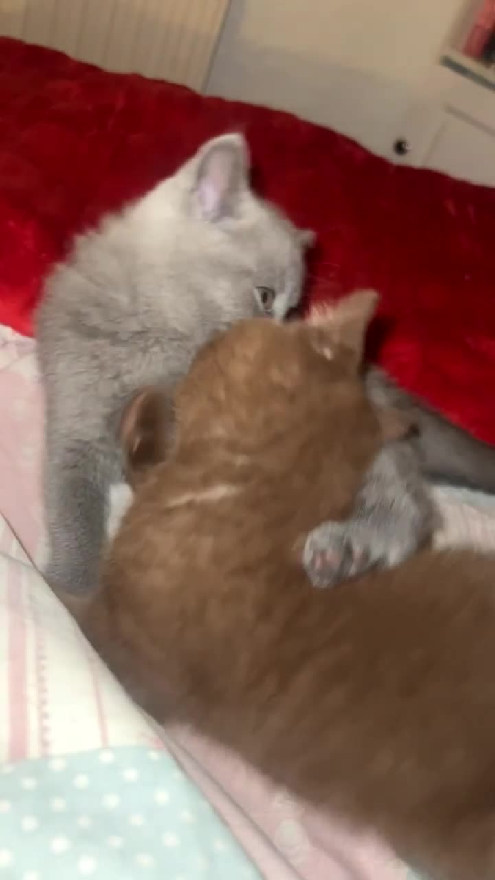British Shorthair cats for sale: British short hair kitten - Video 2