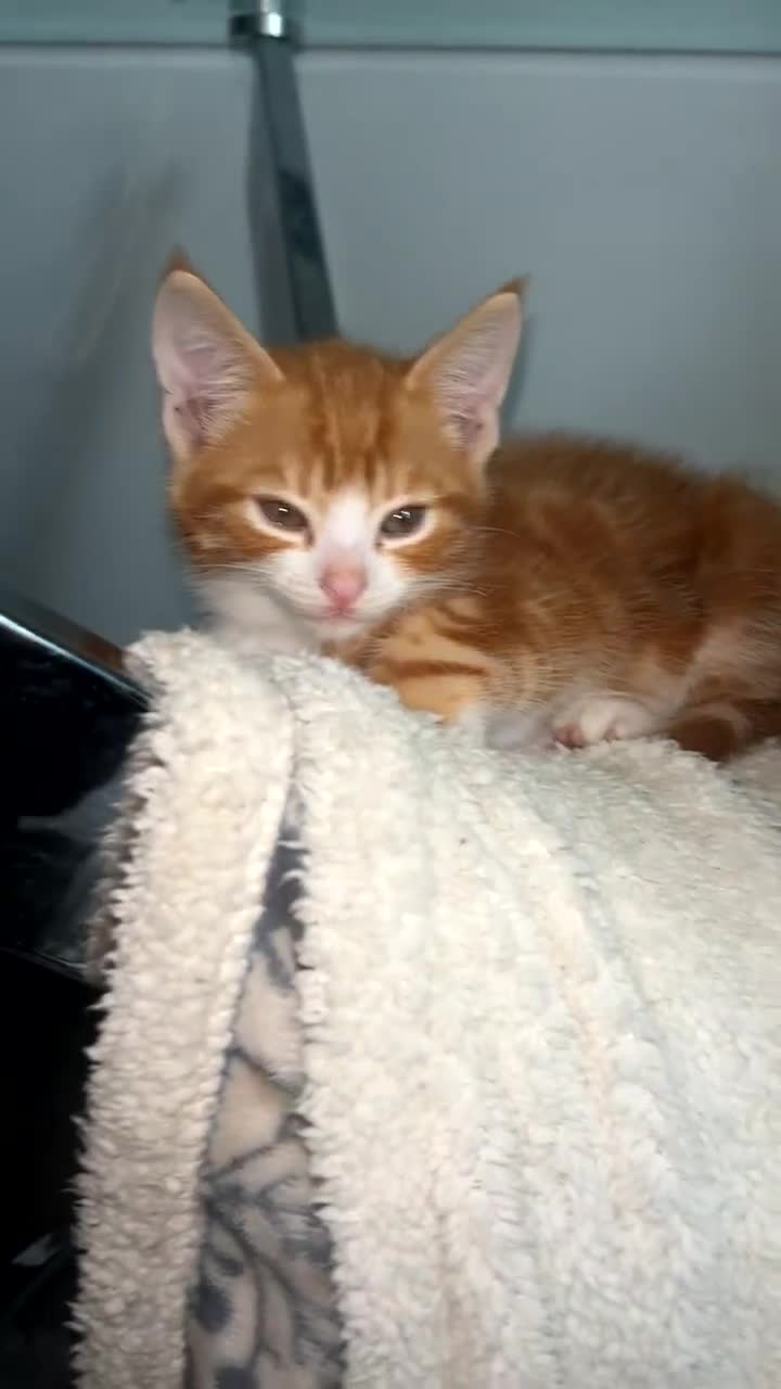 Abyssinian cats for sale: Male  - Video 1