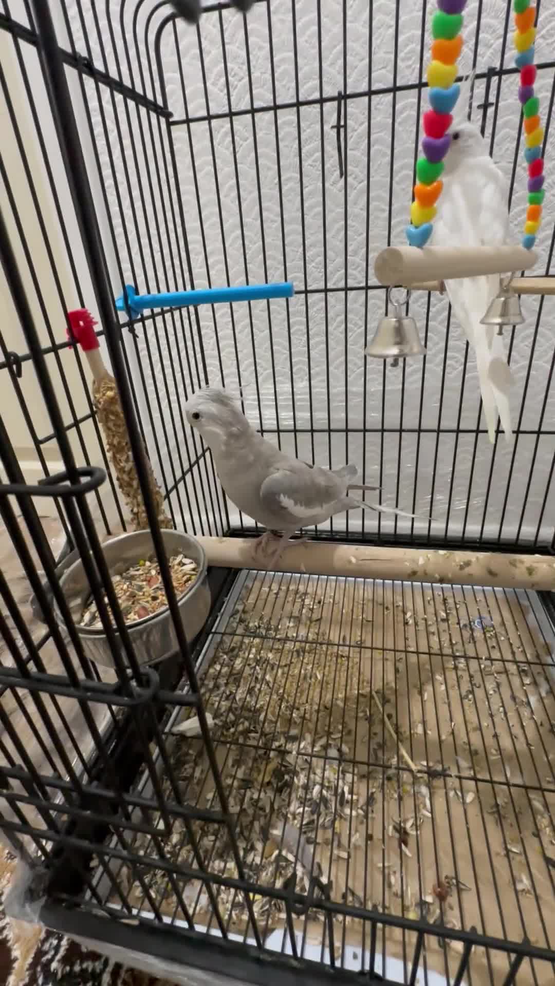 Cockatiels birds for sale: Beautiful female cocktiels  8 months for sell - Video 2