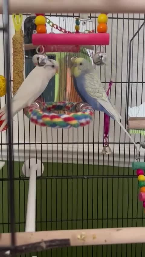 Budgerigars birds for sale: 2 Male Budgies — Full Starter Bundle Included - Video 1