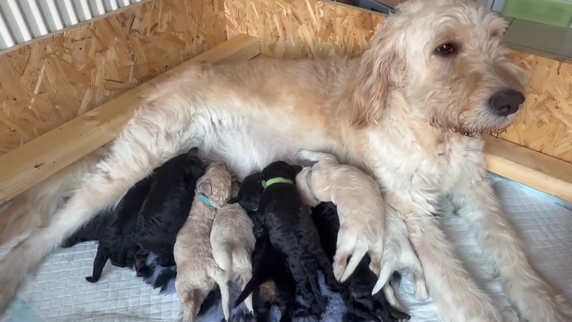 Mini Goldendoodle dogs for sale: F1b Mini Goldendoodles.READY TO LEAVE 🤍 - Video 5