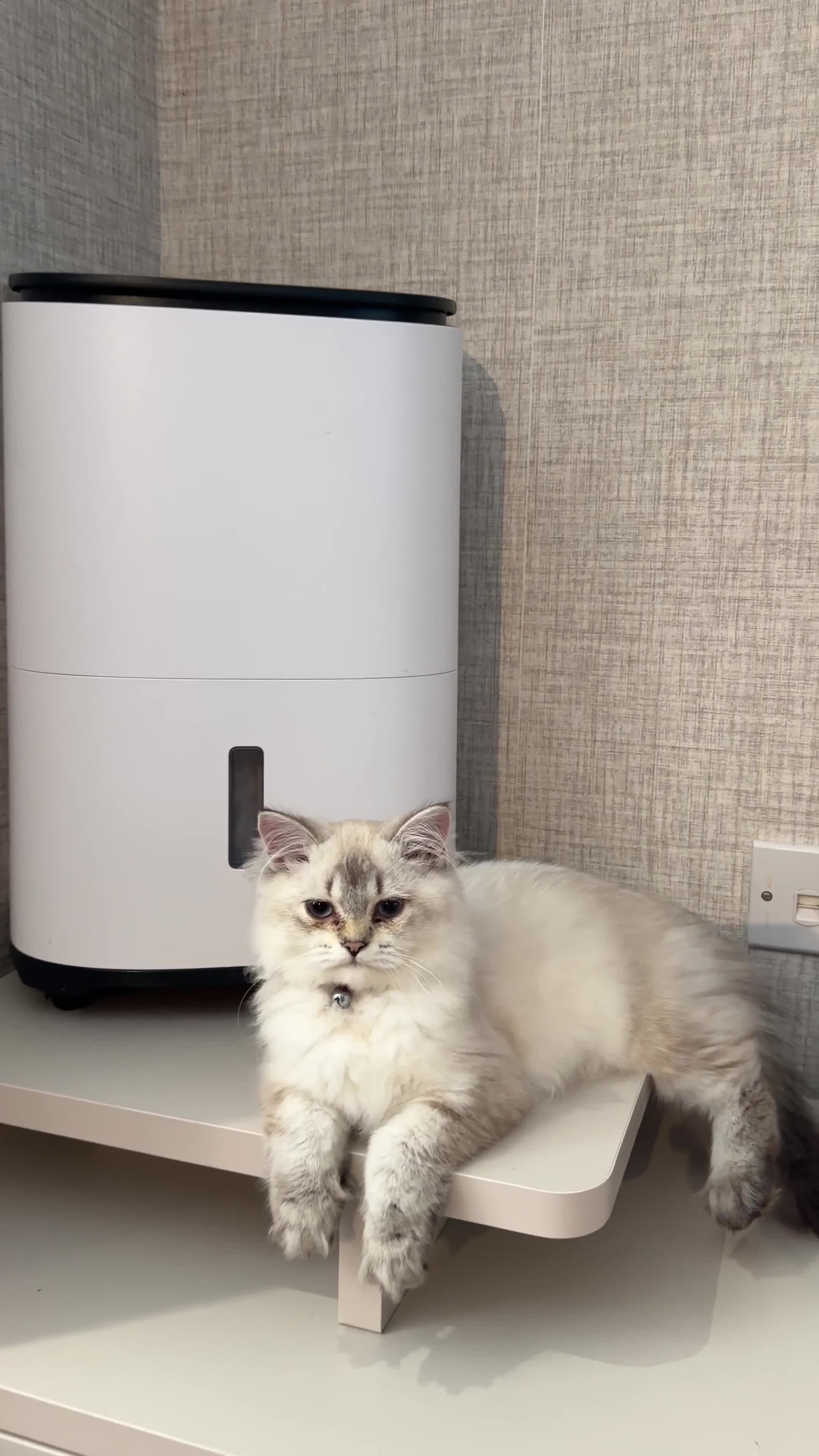 British Longhair cats for sale: Ragdoll x Scottish Longhair blue eye kitten - Video 3