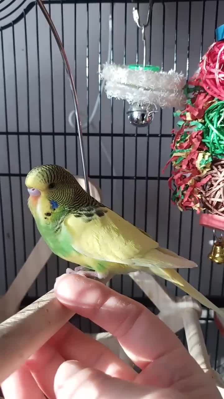 Budgerigars birds for sale: Pet baby budgies priced from £30. - Video 1