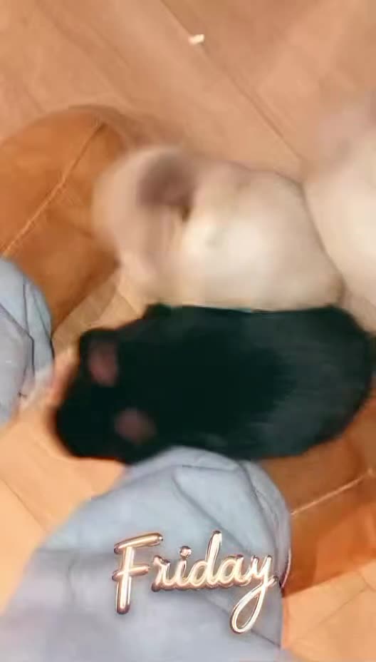 Mixed Breed rabbits for sale: 3 Beautiful Bunnies For Sale  - Video 1