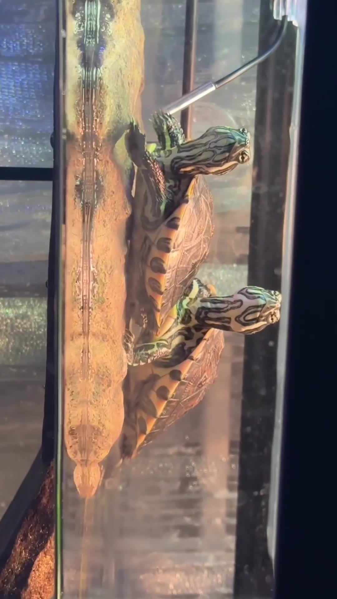 Turtle reptiles for sale: 2 River cooters  - Video 2