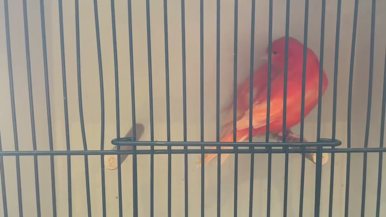 Canaries birds for sale: Red factor canaries - Video 1
