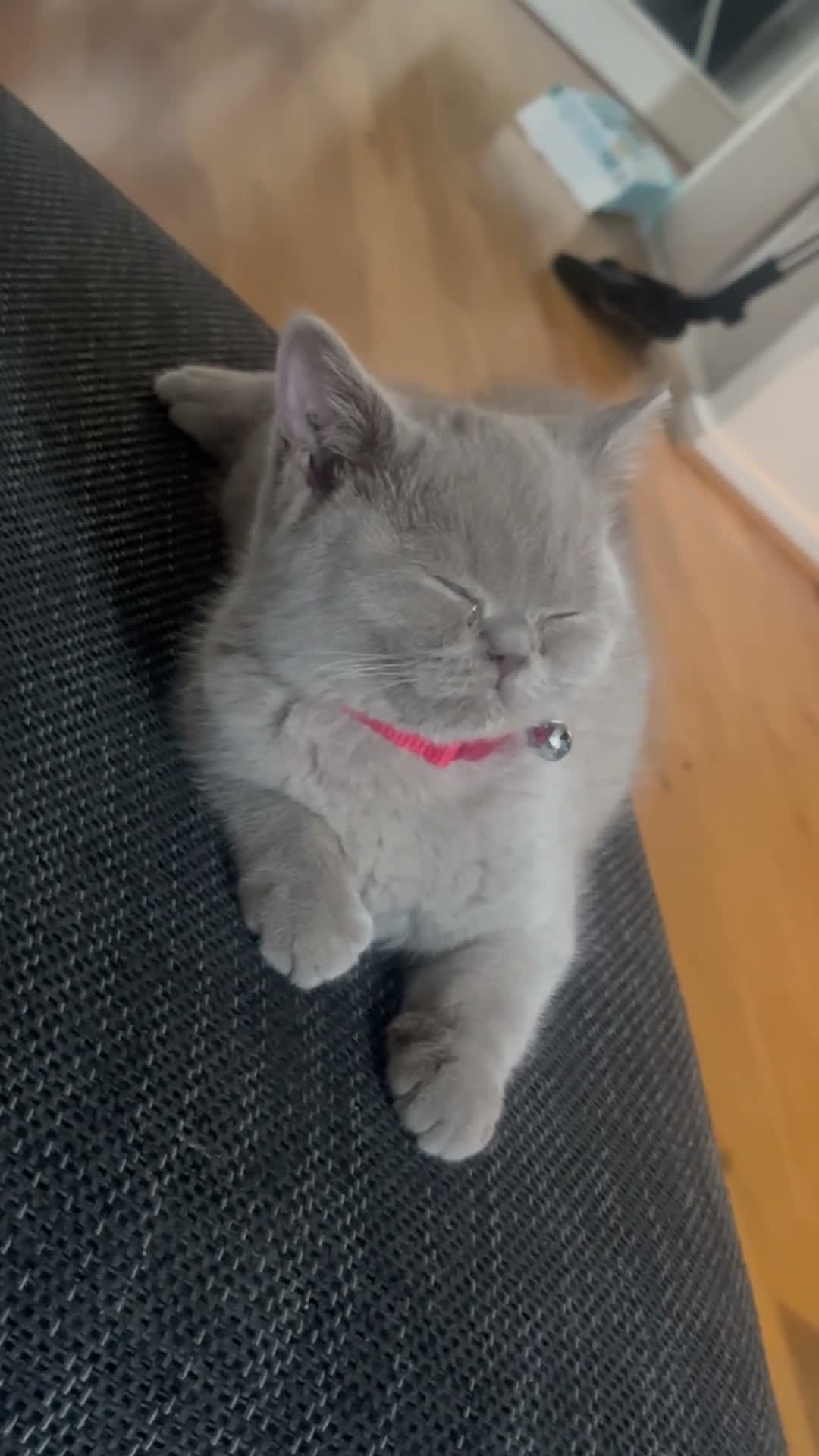 British Shorthair cats for sale: Beautiful Lilac British Shorthair Kitten – 💜 in Mitcham - Video 1
