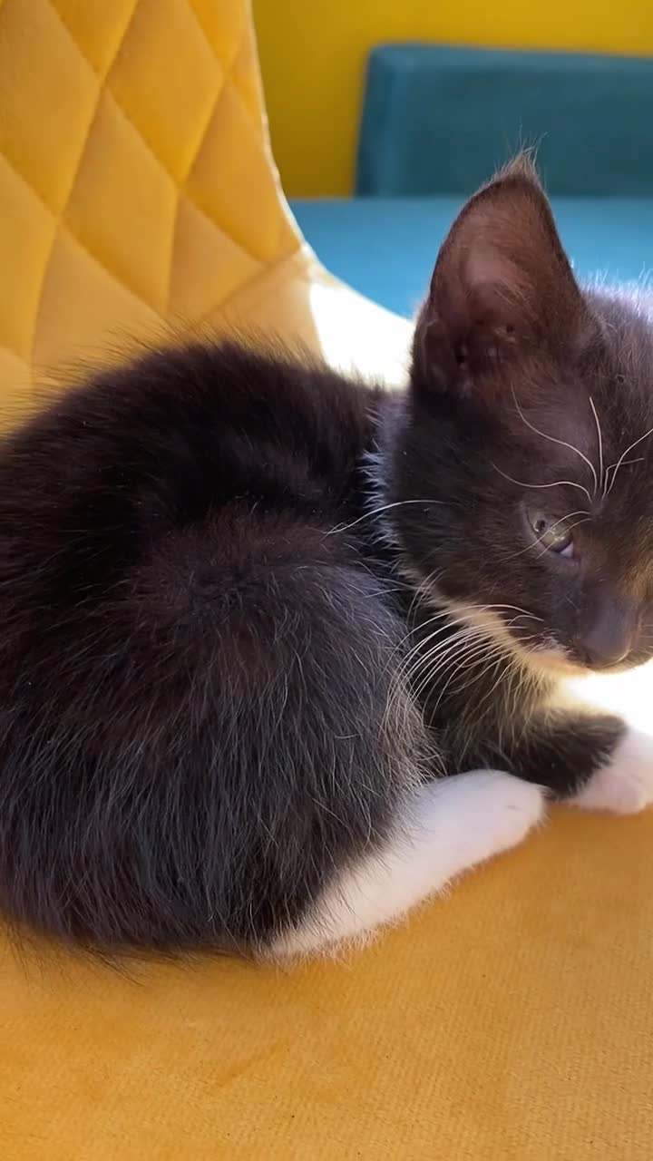 Mixed Breed cats for sale: 6 kittens are ready to go! - Video 3