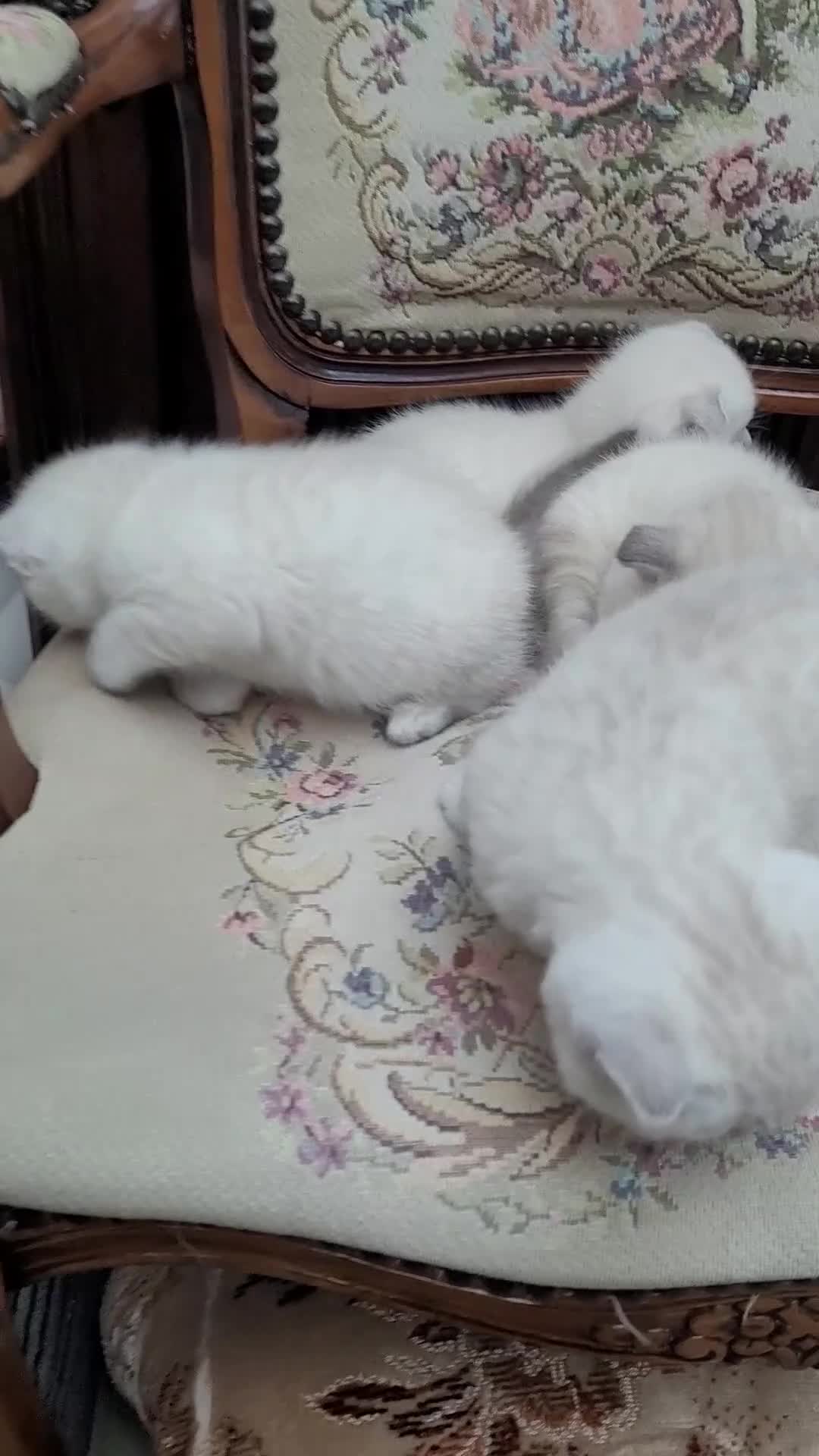 Scottish Fold cats for sale: Scottish fold kittens with blue eyes  - Video 5
