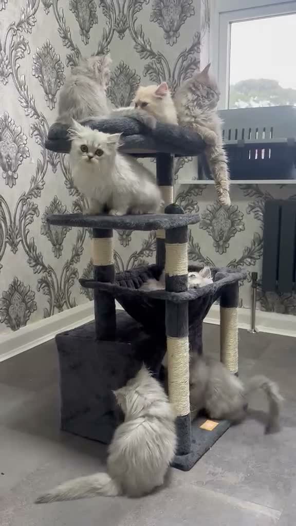 Persian cats for sale: Beautiful long haired Persian Kittens - Video 2