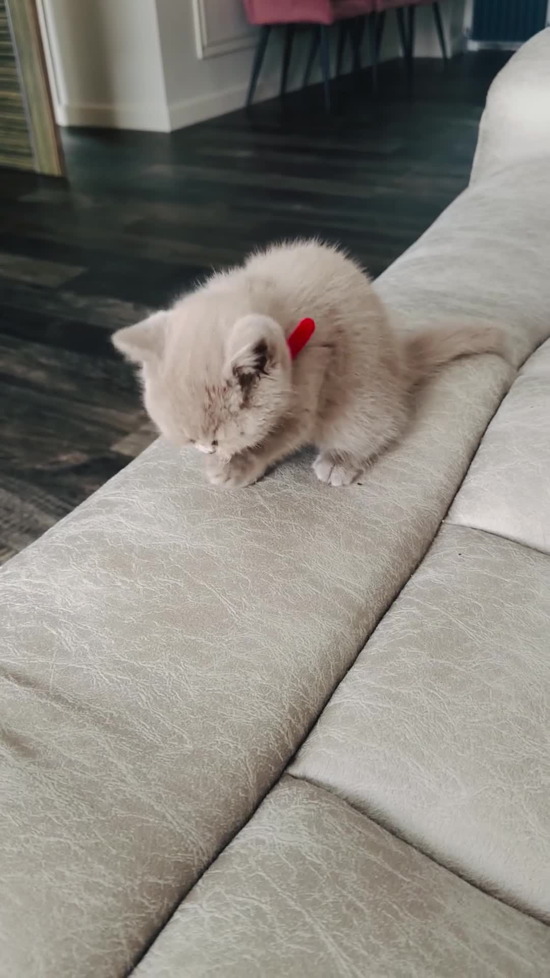British Shorthair cats for sale: Beautiful GCCF Registered BH Kittens, Choc & Lilac - Video 1