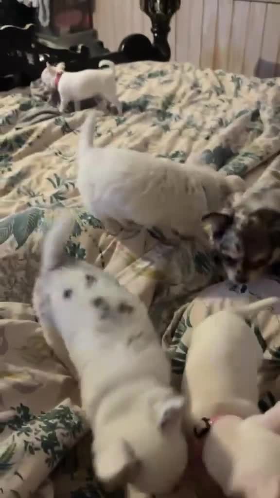 Chihuahua dogs for sale: 5 beautiful chihuahuas in Maidstone - Video 2