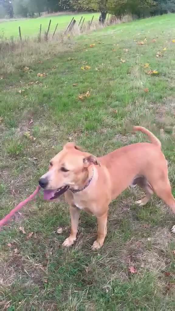 Mixed Breed dogs for adoption: Loco - happiest boy ready for his forever in Ashford - Video 1