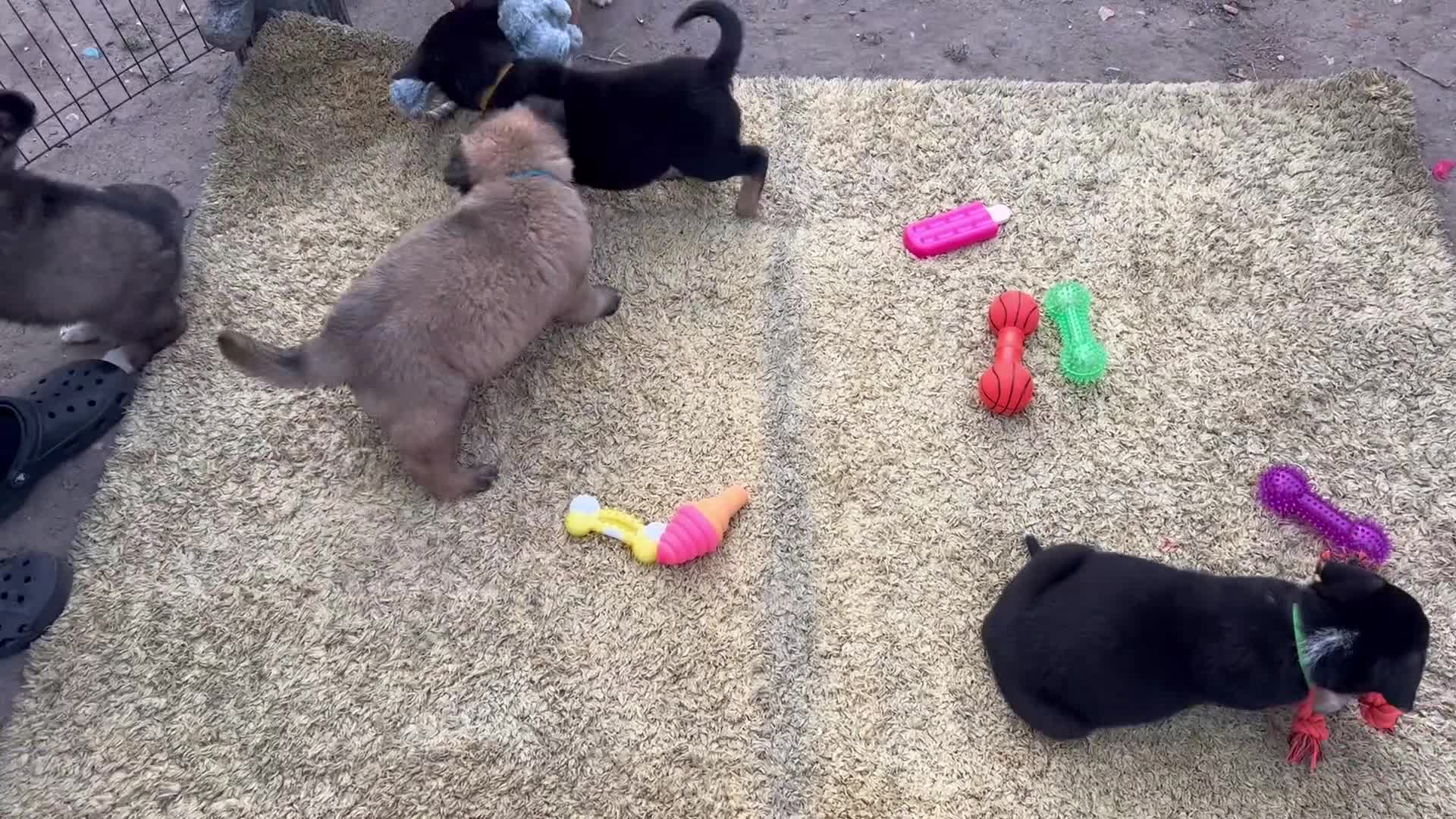 German Shepherd dogs for sale: 9 beautiful German shepherd puppies ready to go  in Feltham - Video 4