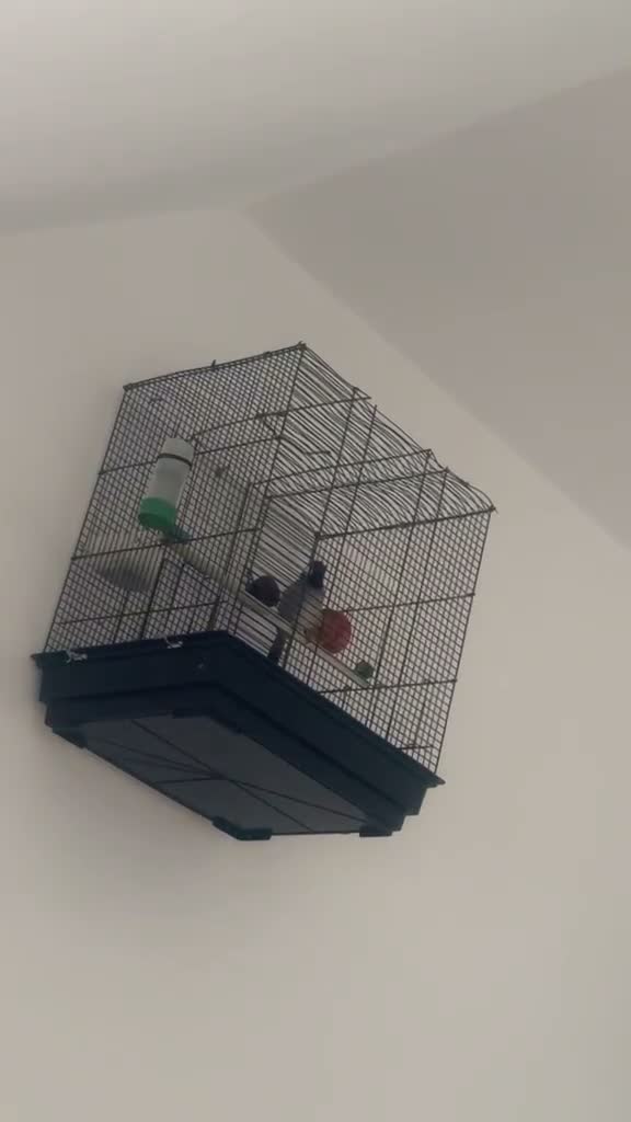 Finches birds for sale: Bulbul bird for sale in London - Video 1