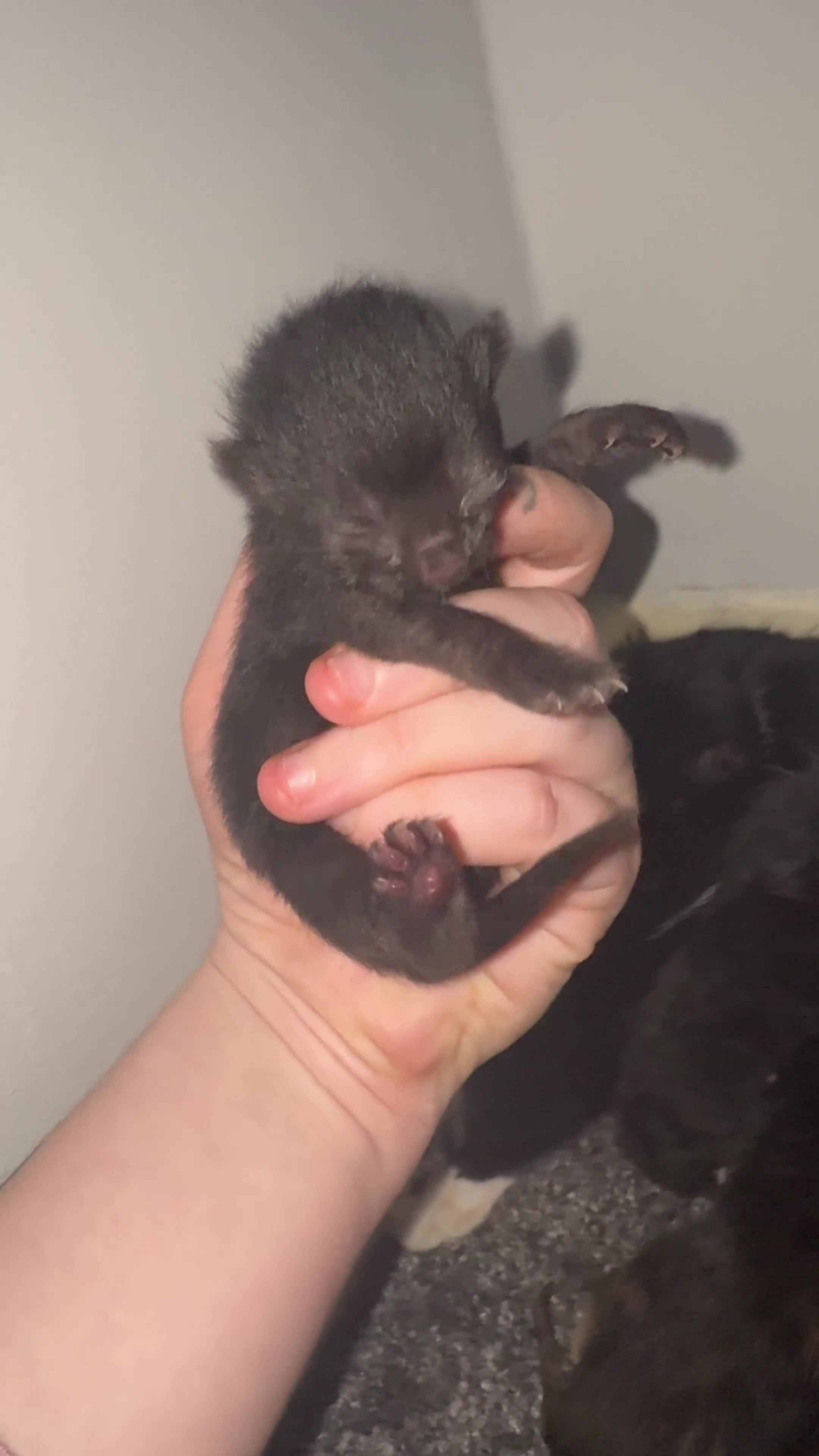 Domestic Shorthair cats for sale: Beautiful Domestic Shorthair Kittens - Video 2