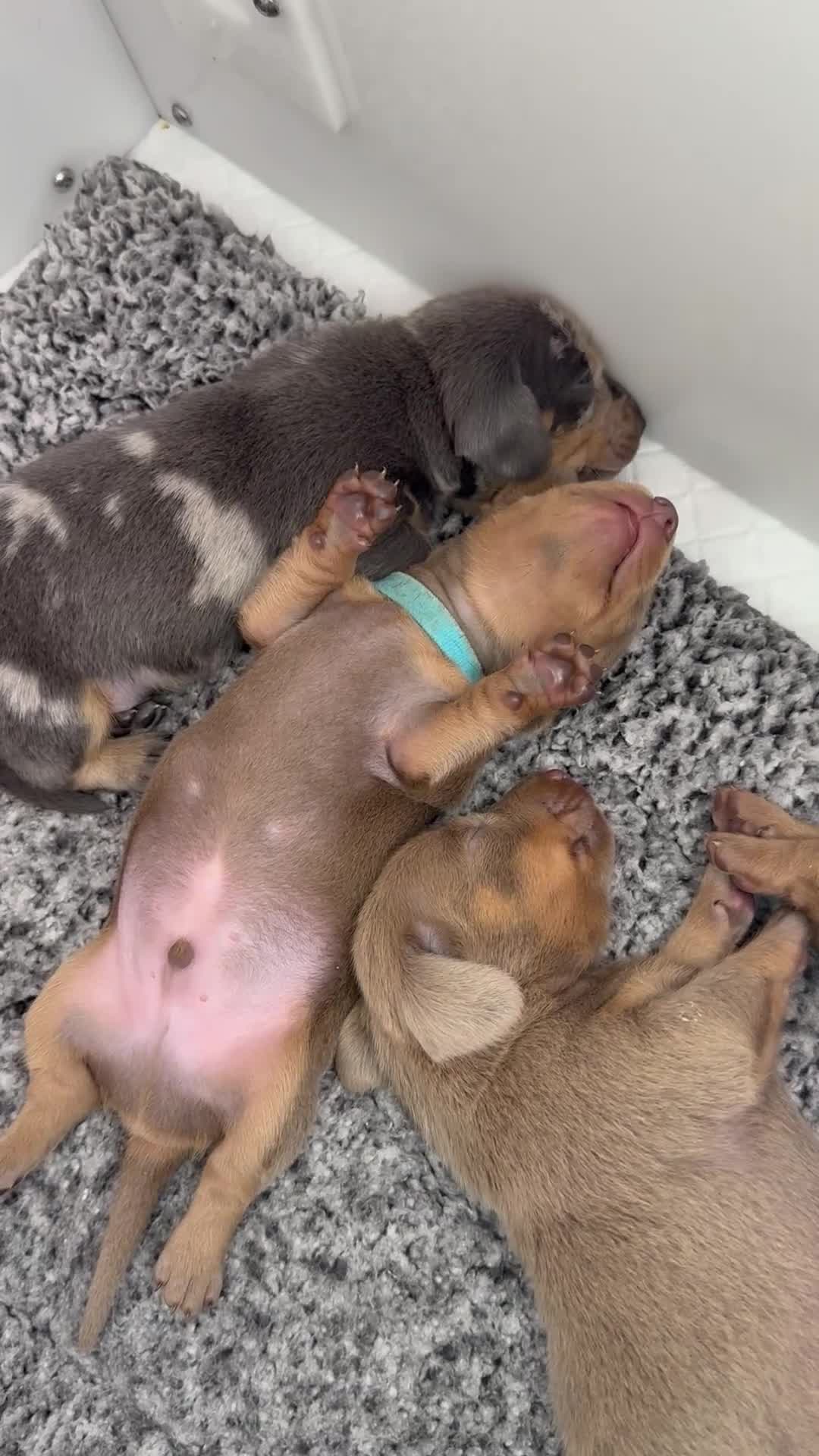 Miniature Dachshund dogs for sale: The Custest KC Miniature Dachshunds - Video 2