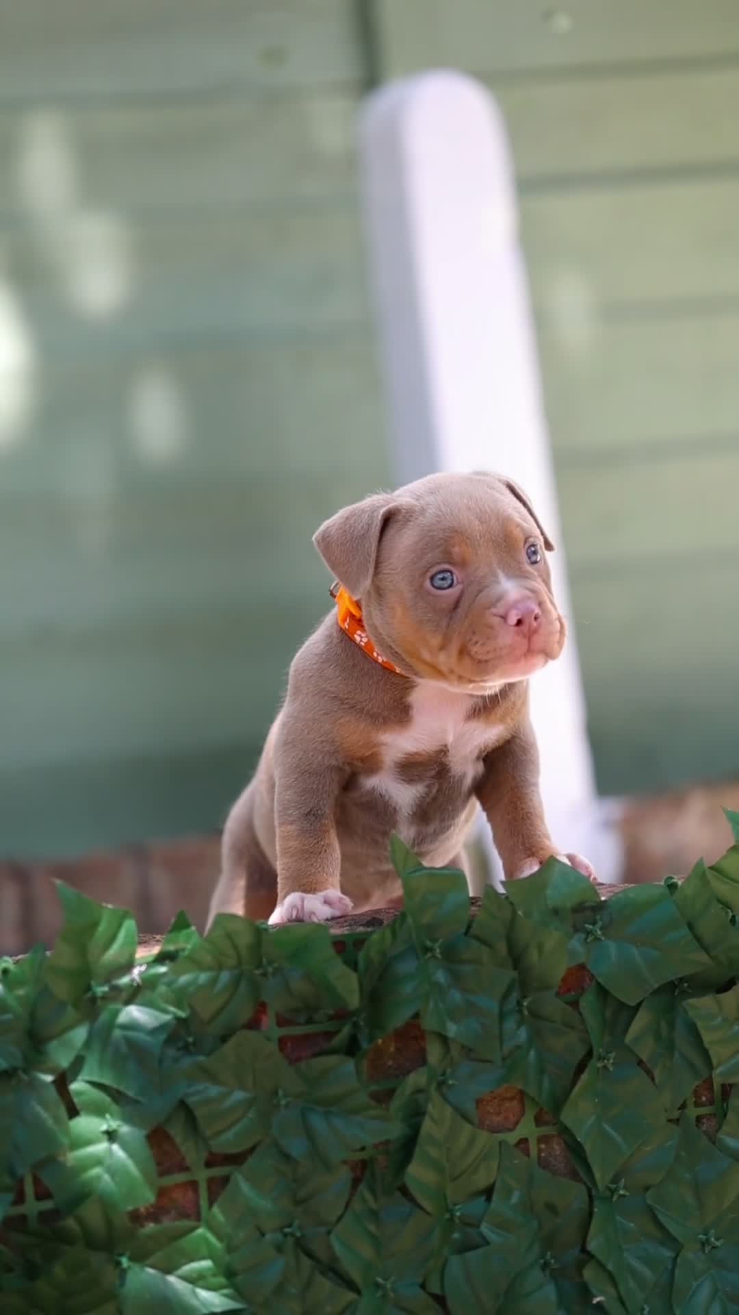 American Bully dogs for sale: American Bully Pocket  - Video 5