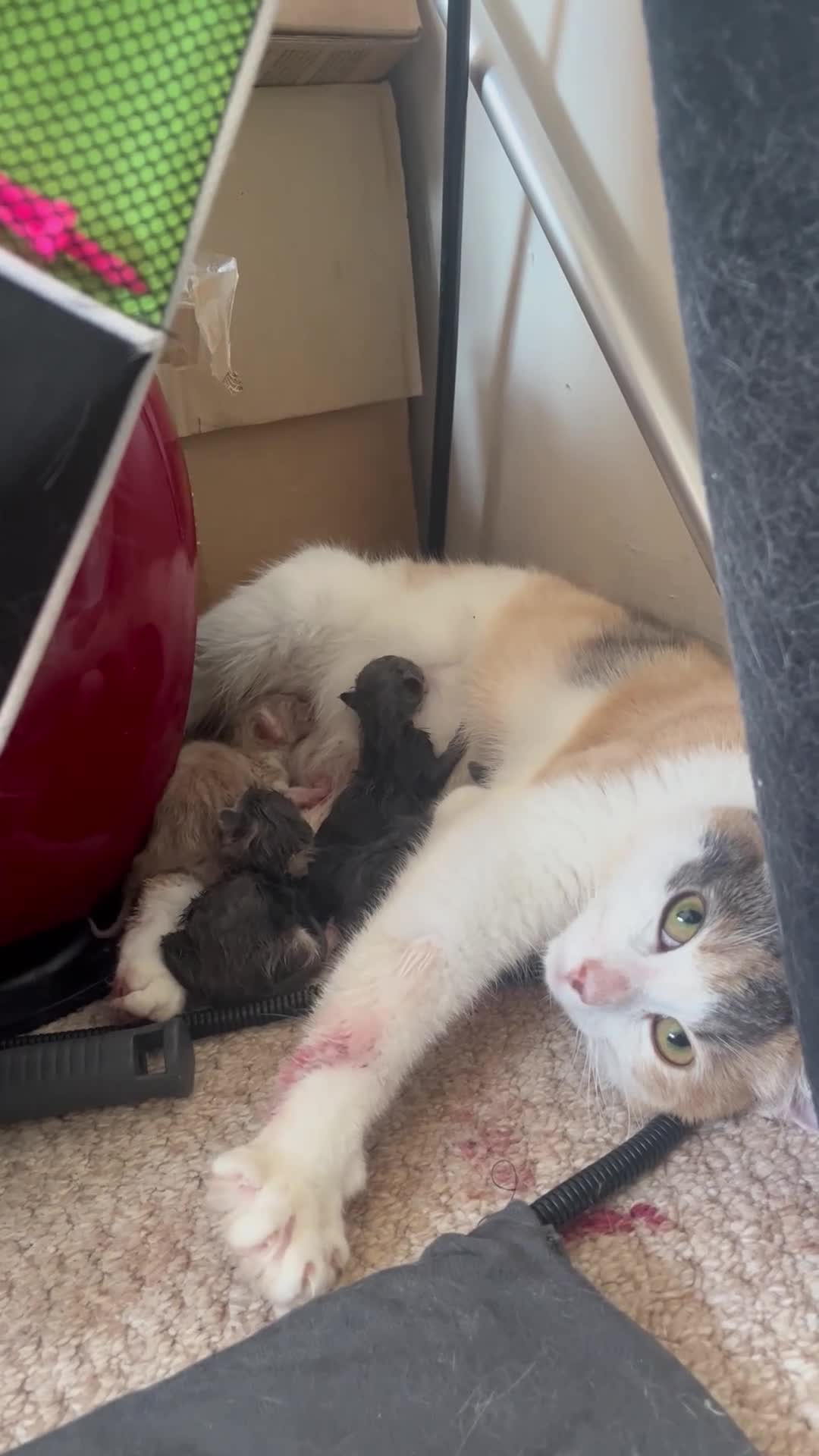 American Shorthair cats for sale: 4 kittens for sale  - Video 1