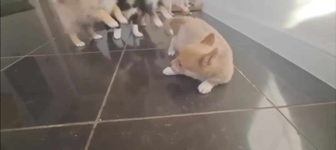 Pomsky dogs for sale: Ready now -Stunning F4 Pomskies, 6kg as adults  - Video 1