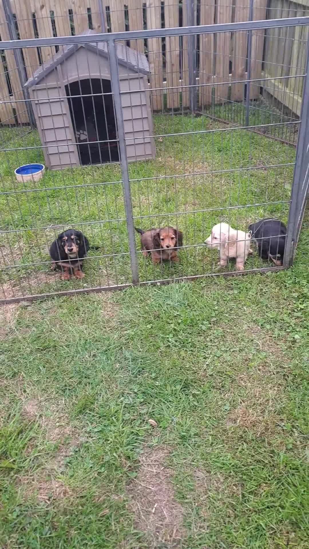 Miniature Dachshund dogs for sale: KC Mini Long Haired Dachshunds *reduced* - Video 2