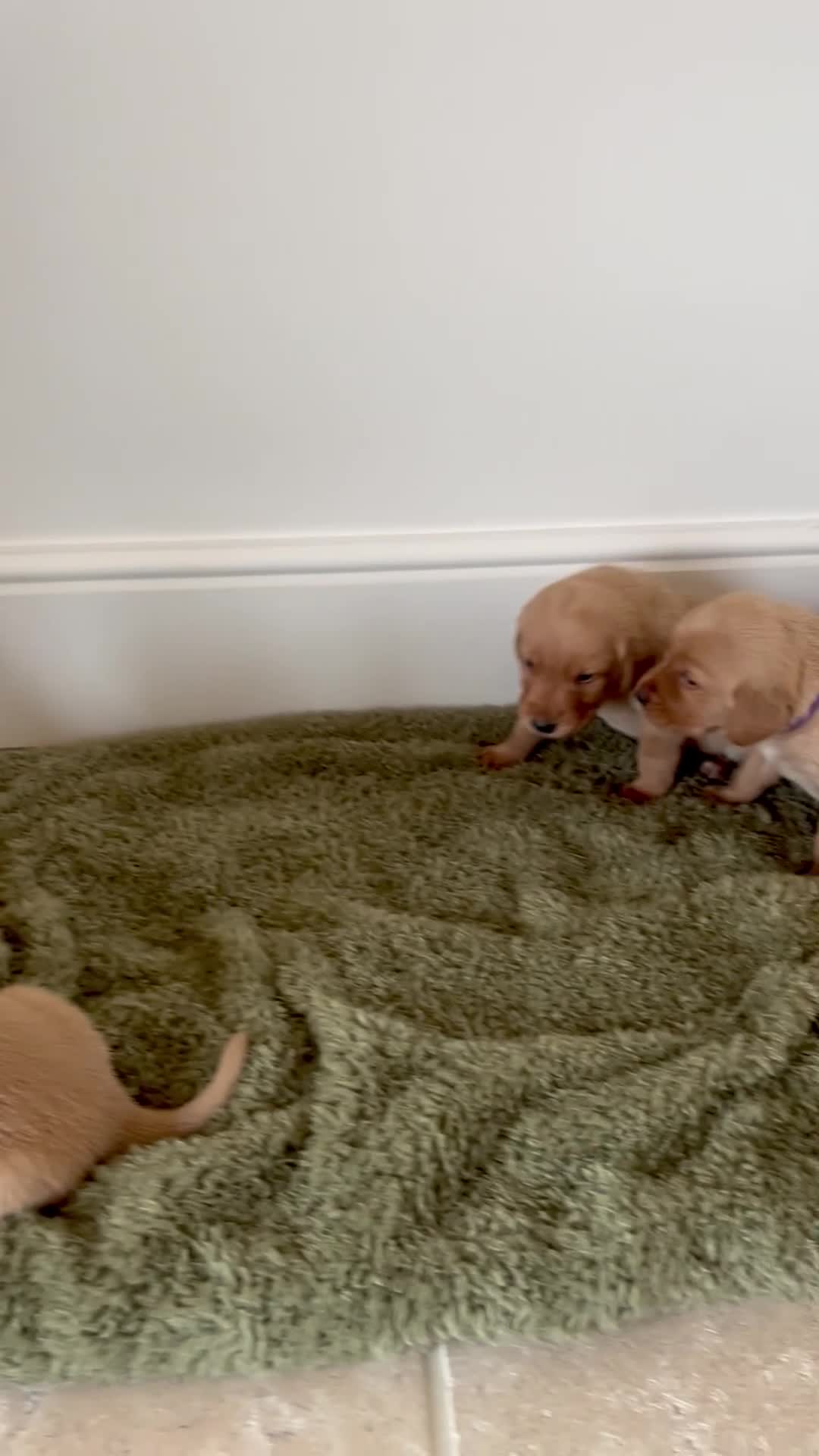 Goldador dogs for sale: Stunning Goldadors  - Video 1